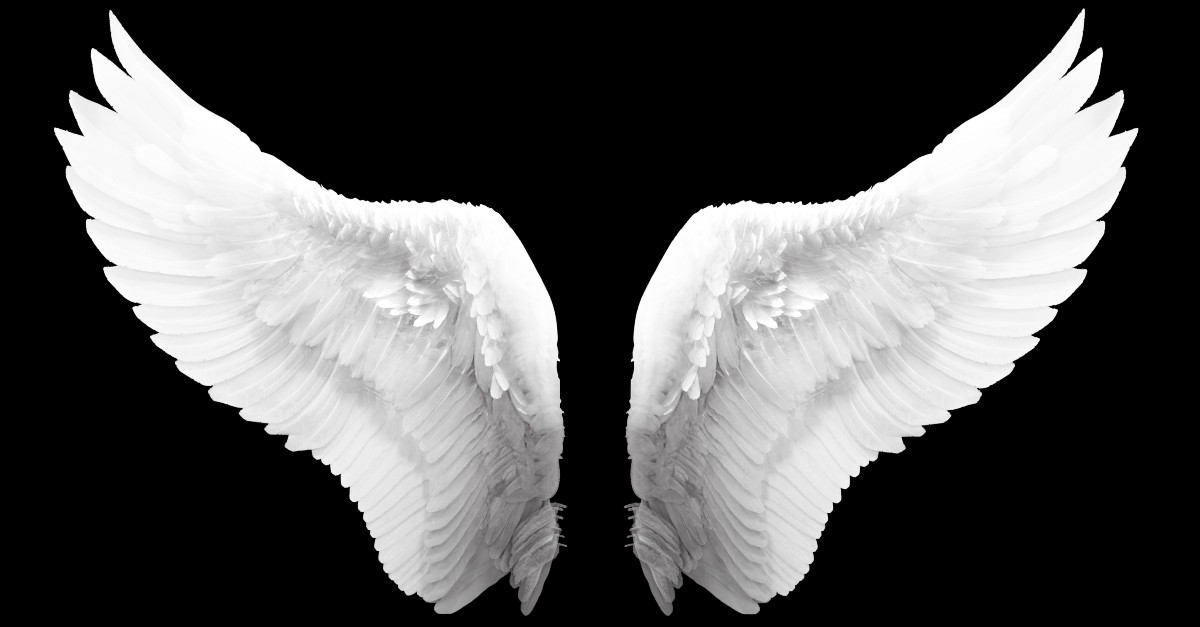 White wings with a black background