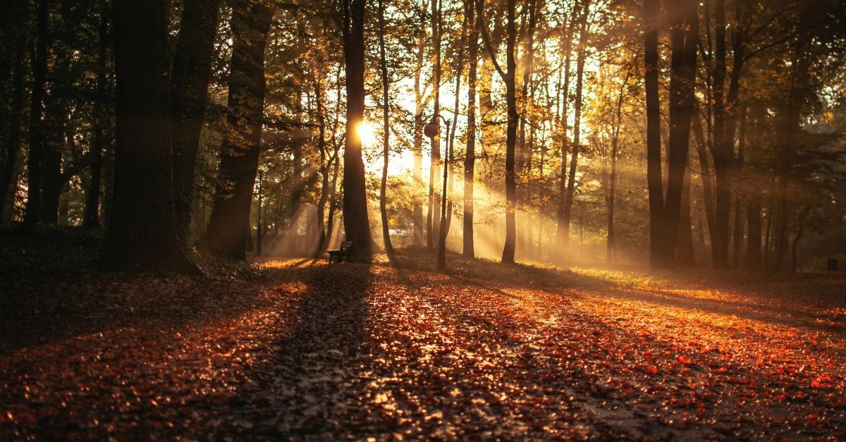Sun reflecting through the trees in the woods